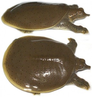 Spiny Softshell Turtle (Apalone Spinifera)