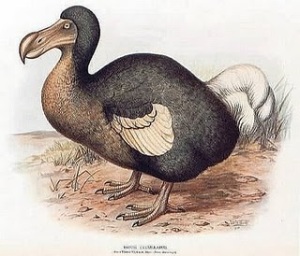 Burung+Dodo 10 Spesies Hewan yang Menakjubkan yang telah Punah