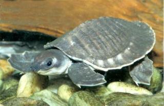 Kura kura hidung babi Pig-nosed Turtle (Carettochelys Insculpta)
