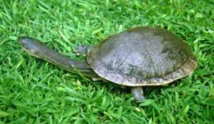 Rote Island Snake-necked Turtle (Chelodina Mccordi)