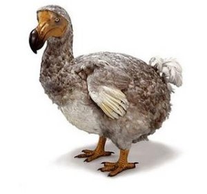 dodo bird 10 Spesies Hewan yang Menakjubkan yang telah Punah