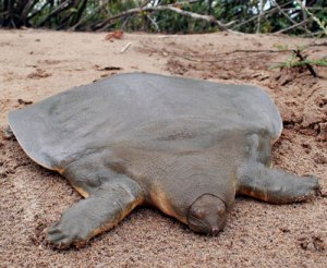 Cantor’s Giant soft-shelled Turtle (Pelochelys Cantorii)