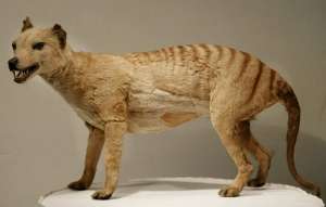 Thylacine Photo 10 Spesies Hewan yang Menakjubkan yang telah Punah