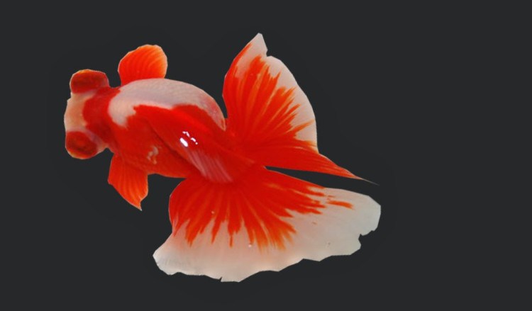 Ikan-Koki-Butterfly-Tail