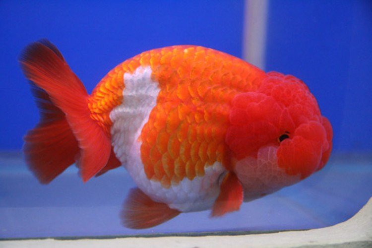 Ikan-Koki-Lionhead